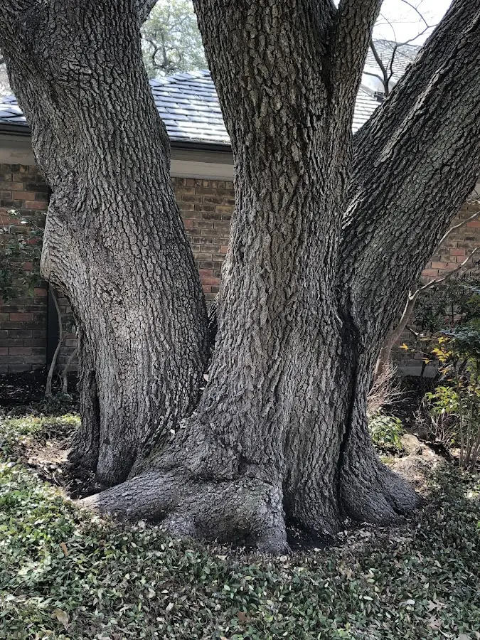 Mature heritage tree close to a Arnoldsville property cared for by certified arborists